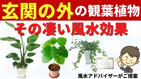 風水 植物|幸運を呼ぶ観葉植物15選！風水の考え方や注意点も詳。